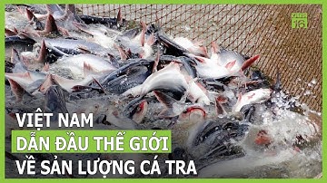 Việt Nam dẫn đầu thế giới về sản lượng cá tra | VTC16