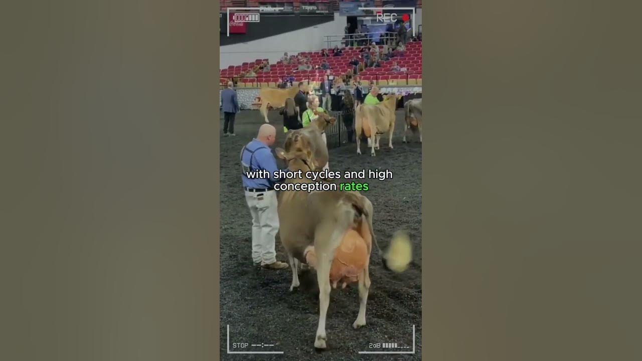 🔴 JERSEY CATTLE Milk Production / Dairy Farm Biggest Bulls And Cow 