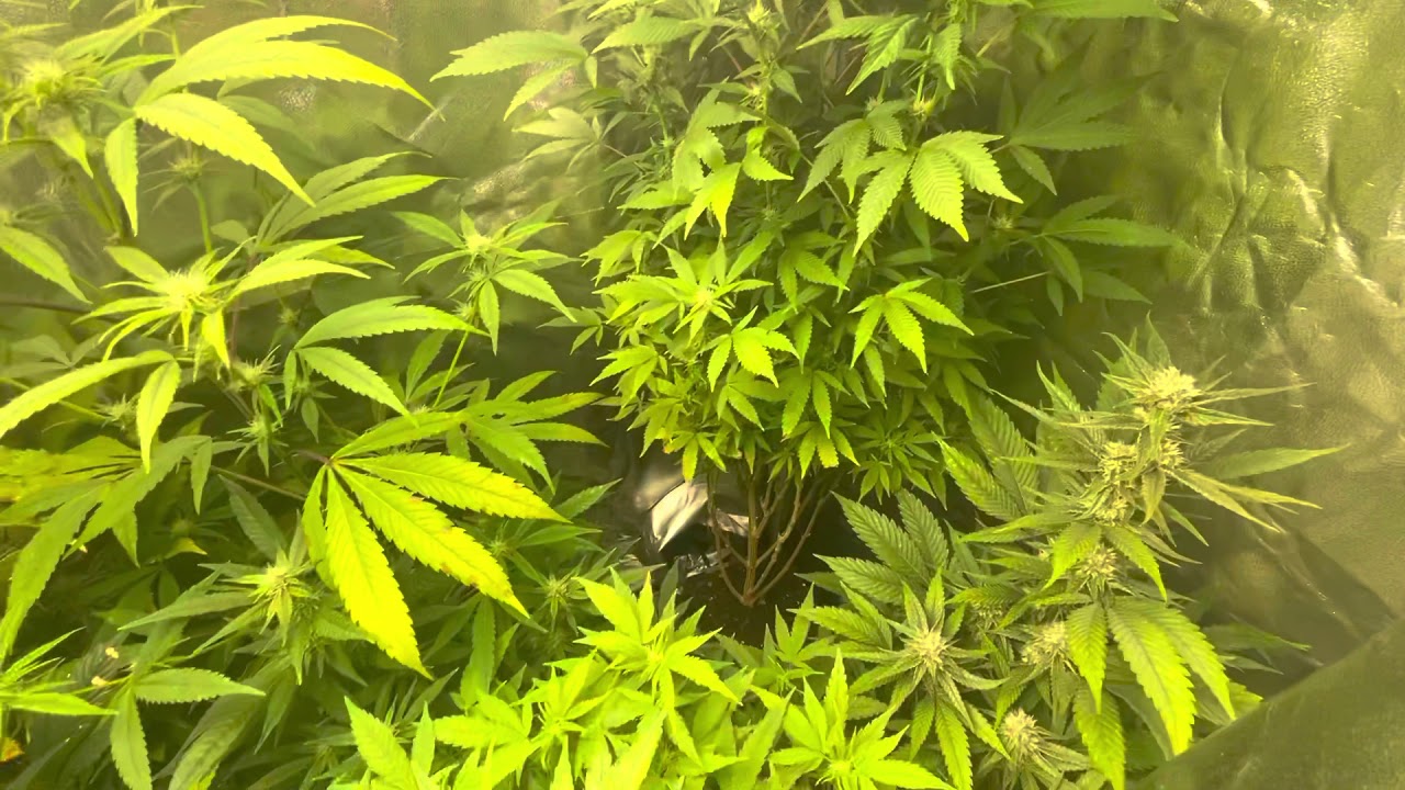 Mars Hydro Grow Journal Tsw2000 