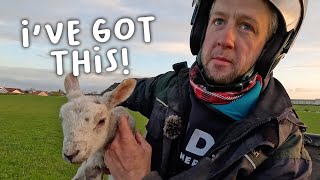 Catching sheep without a dog 🫣 - Lambing Day 12