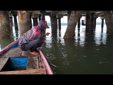 BERTUBI-TUBI DI TARIK BARRAMUNDI BESAR, SPOT ANDALAN DI MUARA BERAU KALTIM