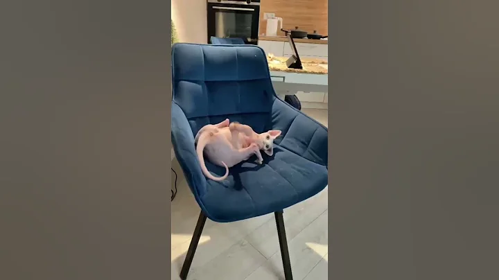 Watch the video about Sphynx cat playing cute #sphynxcat #cat #cats #catlover #catvideos #animal #animals
