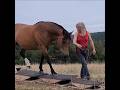 Многосоставная качель. #horses #mustang #природа #лошади