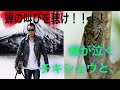 長渕剛 十万人オールナイト・ライブ2015 in 富士山麓 蝉 semi