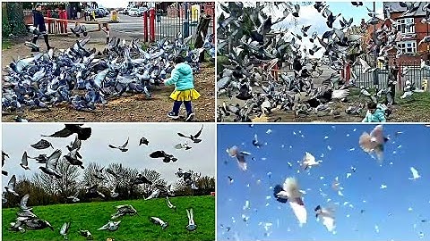 Pigeon Flying Sound | Pigeon Flying Sound Effect | Pigeon Flying Video | Pigeon Sound Effect