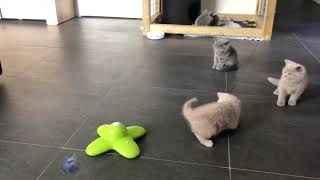 Brits korthaar kittens spelen