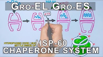 Mechanism of Chaperone Assisted Folding | Gro EL-ES System