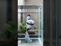 Beautiful fish | World Unseen Fishe | Most Beautiful Fishes in the world