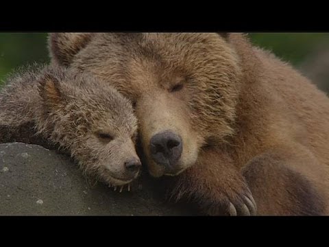 تصویری: آیا خرس ها در درختان لانه می کنند؟
