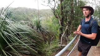 Springbrook National Park Rainforest of Australia - Part 1 of 2 - 12.11.2023