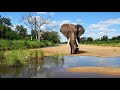 Kruger Park, Season 17 (English), documentary on elephants, which are not always peaceful.