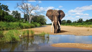 Kruger Park, Season 17 (English), documentary on elephants, which are not always peaceful.