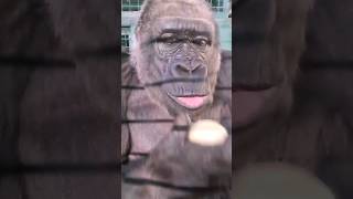 Listen Out For Some Happy Gorilla Noises! #Gorilla #Asmr #Mukbang #Eating