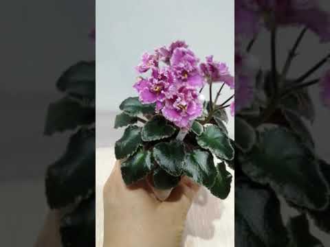 Video: Violet Jolly Frills: үйдө өстүрүү