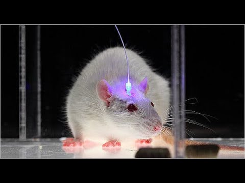 Wideo: Kiedy wynaleziono optogenetykę?