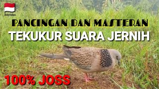 pancingan \u0026 masteran tekukur suara jernih dipagi hari.