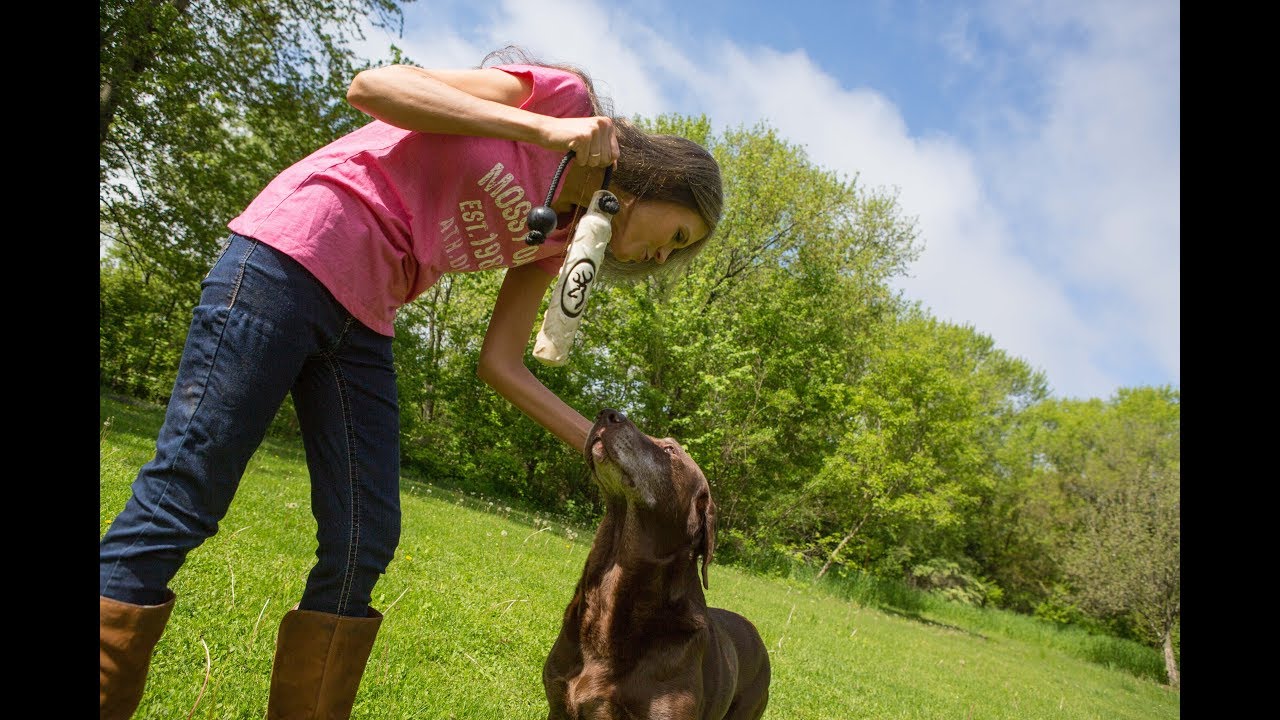 Teach Your Dog To Mark Better