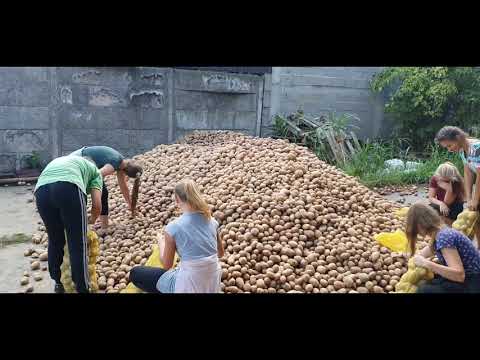 Video: Kako Je Lijepo Poslužiti Krompir Na Svečanom Stolu