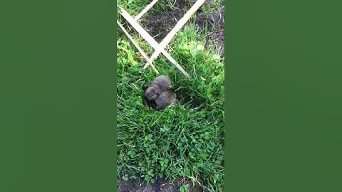 Baby gophers
