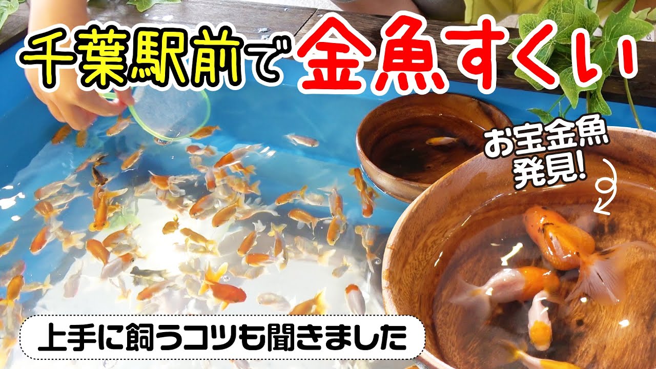 千葉駅前で金魚すくい 頂天眼や水泡眼がいるかも 上手に飼うコツも聞いちゃいました Youtube 千葉駅前で金魚すくい 頂天眼や水泡眼がいるかも 上手に飼うコツも聞いちゃいました Youtube