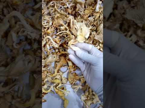 Vidéo: Champignons Secs: Méthodes De Séchage