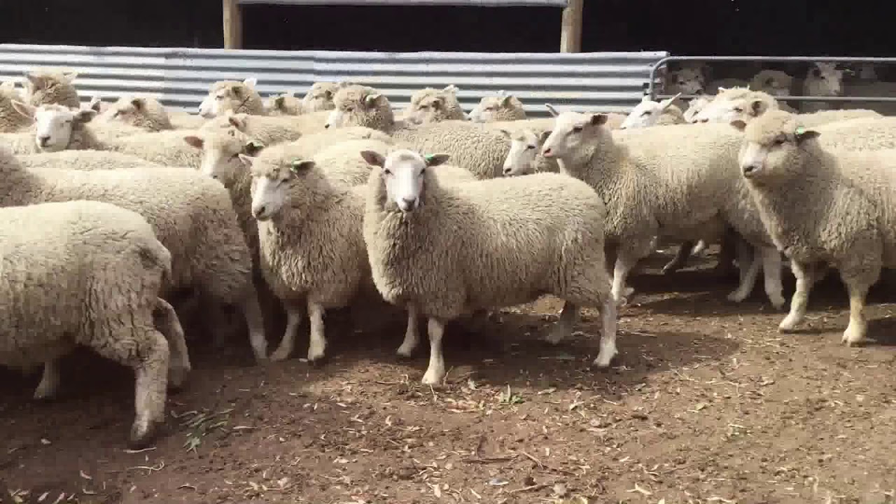 Ewe 2