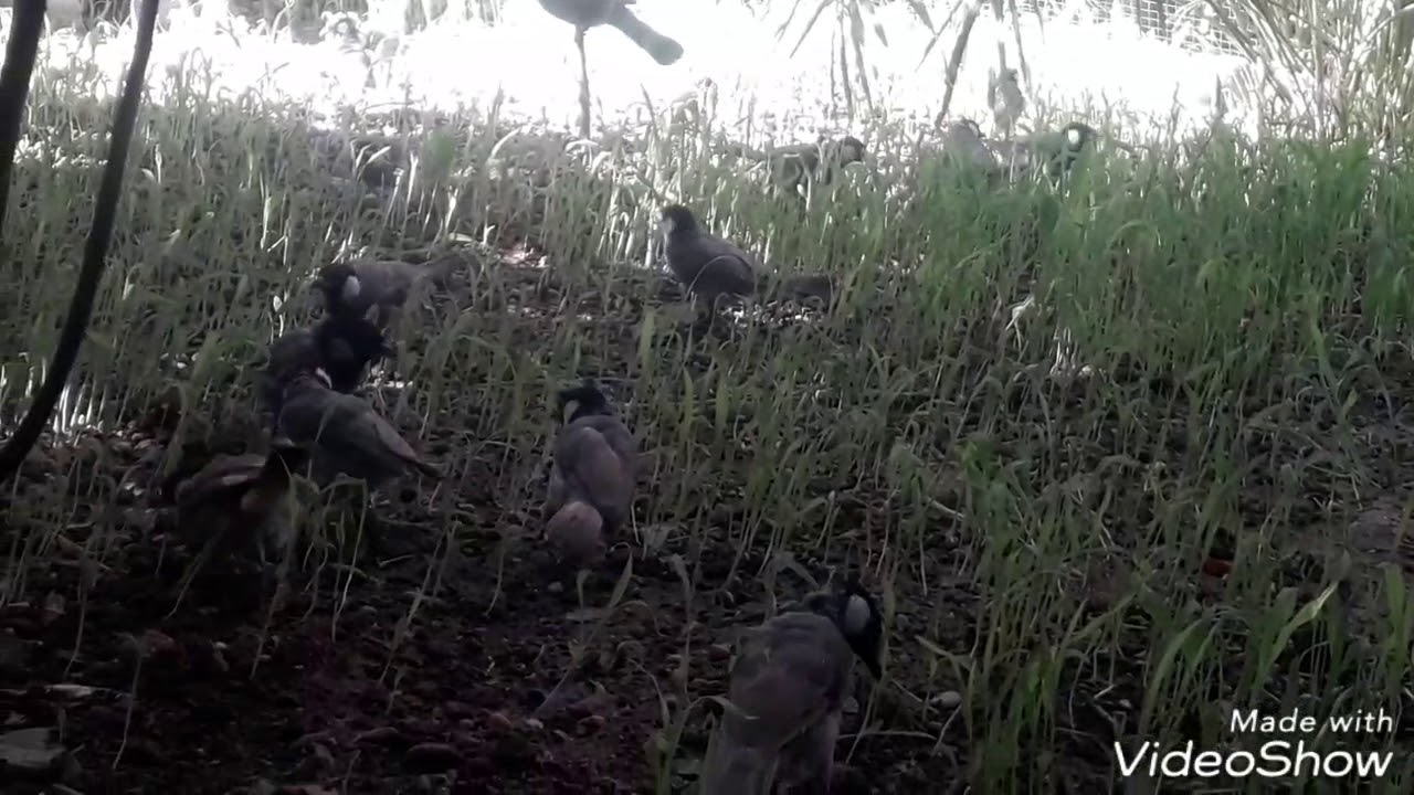 بلابل مخاليف في محمية تصوير فجرن (٢٠١٨/٨/٢٥) السبت