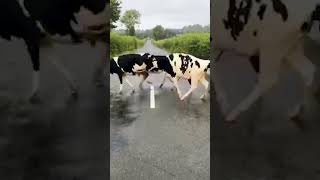 Calves Jump Over Dividing Line While Crossing Road