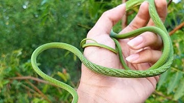 Rắn lục kim cắn có sao không ? Leafhouse1986new