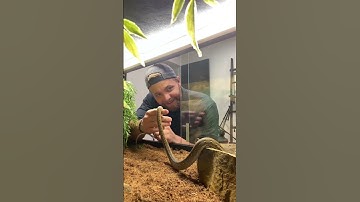 Kalatoa Reticulated Python #shorts #snake #animals #pets #coldplay