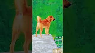 bhatiya dog active