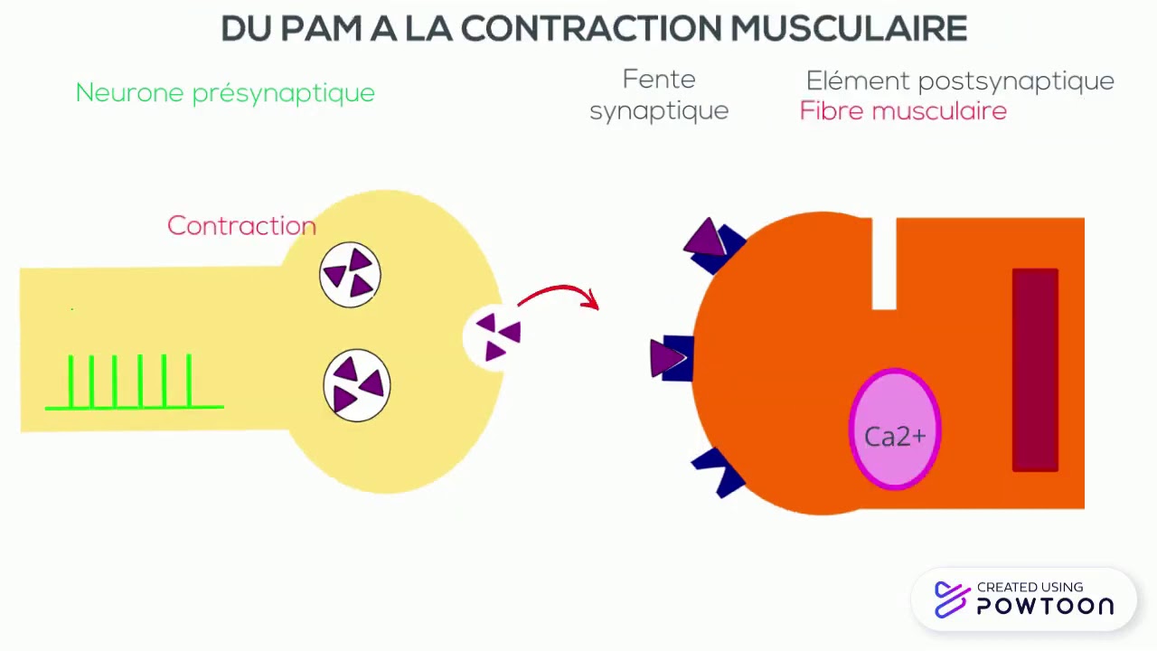 La transmission synaptique