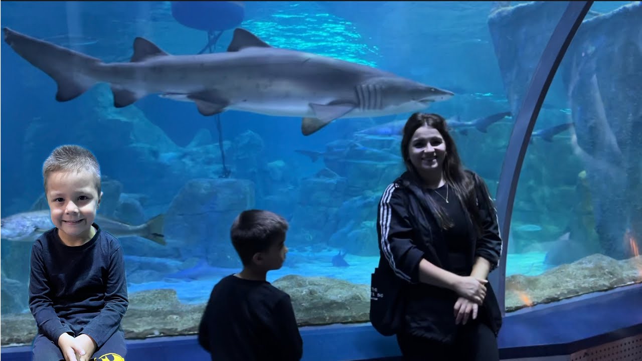 İSTANBUL AKVARYUM DA DEV KÖPEK BALIKLARI VE PENGUEN !! Balık babanın eline saldırdı!