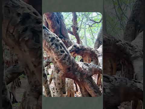 Chilema Tree In Malosa Malawi