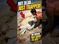 They thought this sea turtle was dead… but it was still alive and trapped 🐢🌊