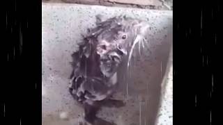 Cutest Rat taking a shower like a Human / Rata bañandose ( Full HD )