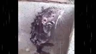 Tikus Lucu mandi seperti Manusia / Rata banandose ( Full HD )