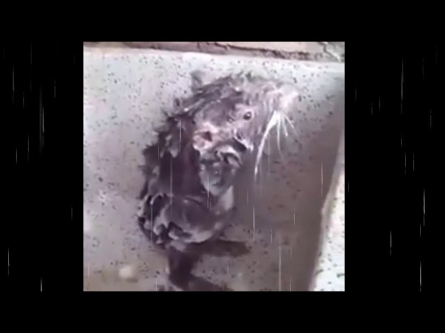 Loading video