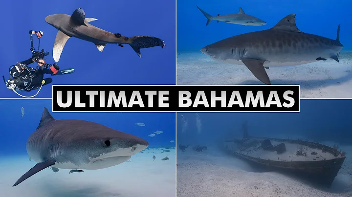 Ultimate Bahamas - Diving Tiger Beach, Bimini, Cat Island, Nassau [4k]