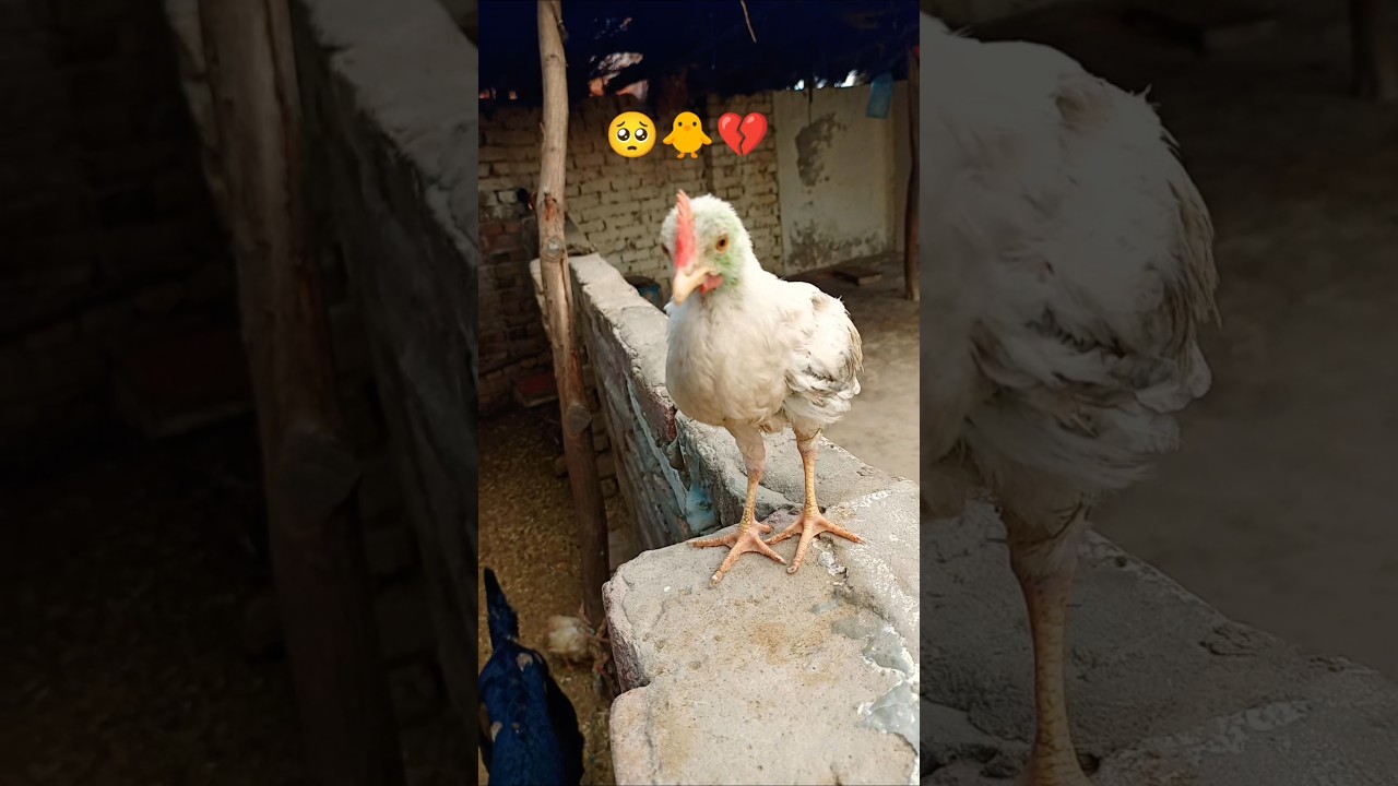 ⁣White Chick on the Wall! 🐣#chick #animals #nature #villagelife #cuteanimals #birds #shortvideo