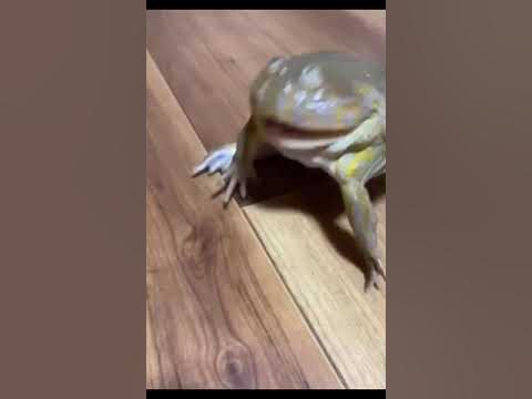 Лягушка Щитоспинка - YouTube