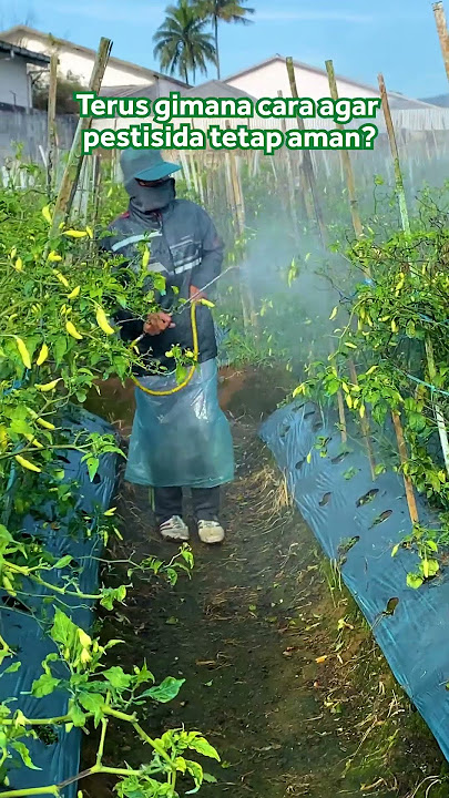 Tips aman spray tanaman saat musim hujan ☔#bisatani #tanaman #hujan #spray
