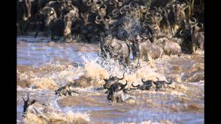National Geographic - Great Migrations.wmv