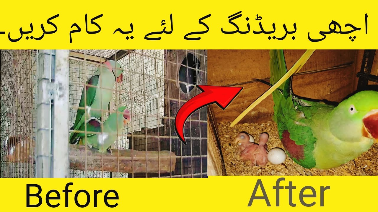 Best Ever Breeding Tips For Parrots | Breeding Tips In Urdu 2025
