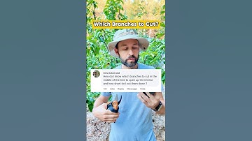 Which branches to cut when pruning #Shorts ￼#FruitTrees #Pruning #Gardening #Orchard #Prune ￼
