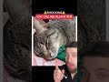 CAT SCREAMS ALLAHS NAME☪️😱 | Subhan’allah🤯 #islam #muslim #cat #miralce #shorts