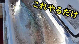 【最強最速】これが一番魚を美味しく持ち帰る方法です