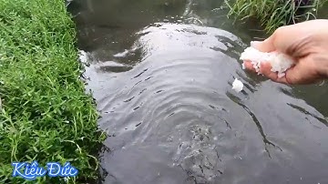 Nuôi cá Trê . Lấy cơm nguội cho cá trê ,tận dụng nguồn thức ăn dư thừa .