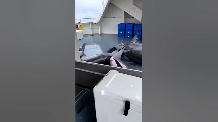 Sudden destruction of boat railing by dolphins escaping a killer whale attack