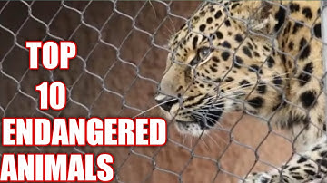 Top 10 Endangered Animals in The World